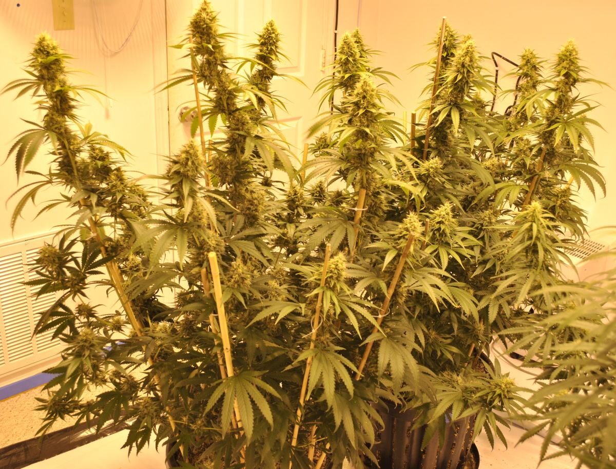 GTH FLOWER 10 24 13 3
