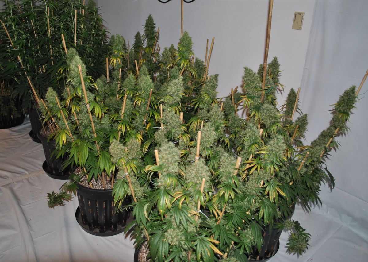 GTH8 5 13FLOWER1