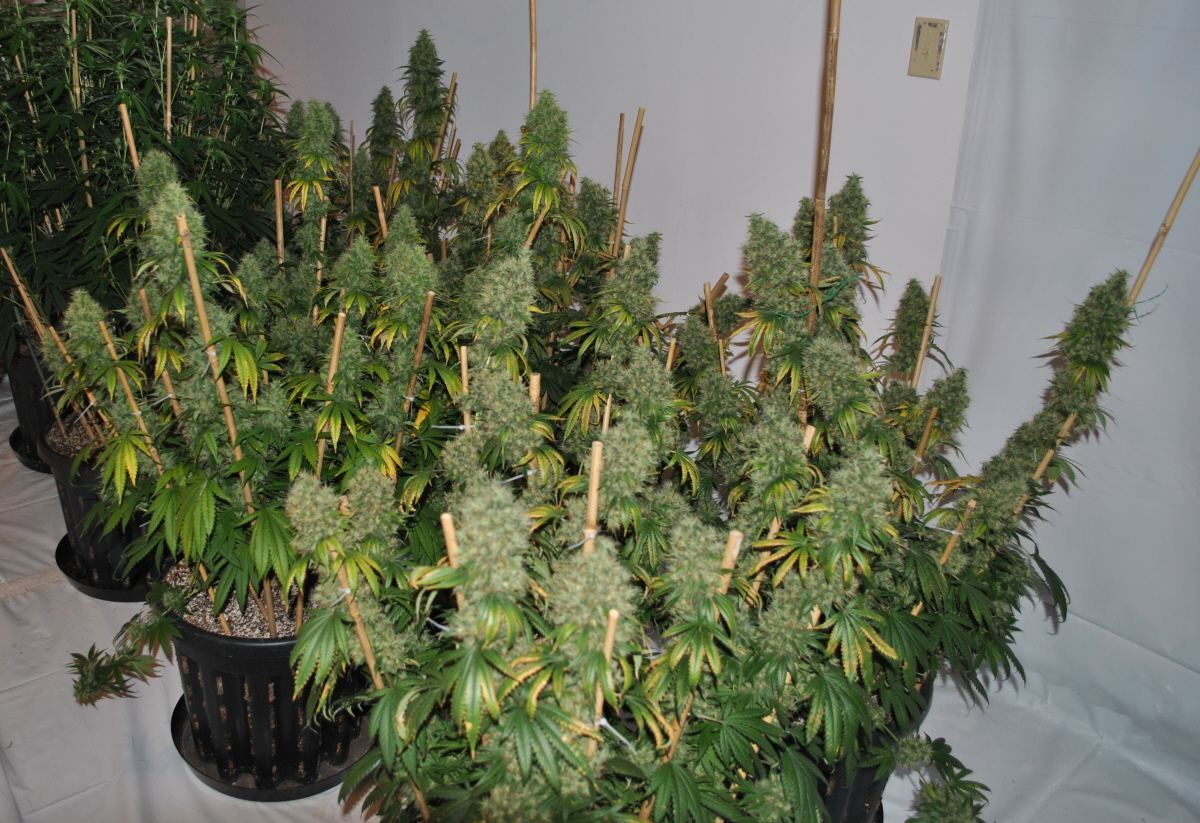 GTH8 5 13FLOWER2