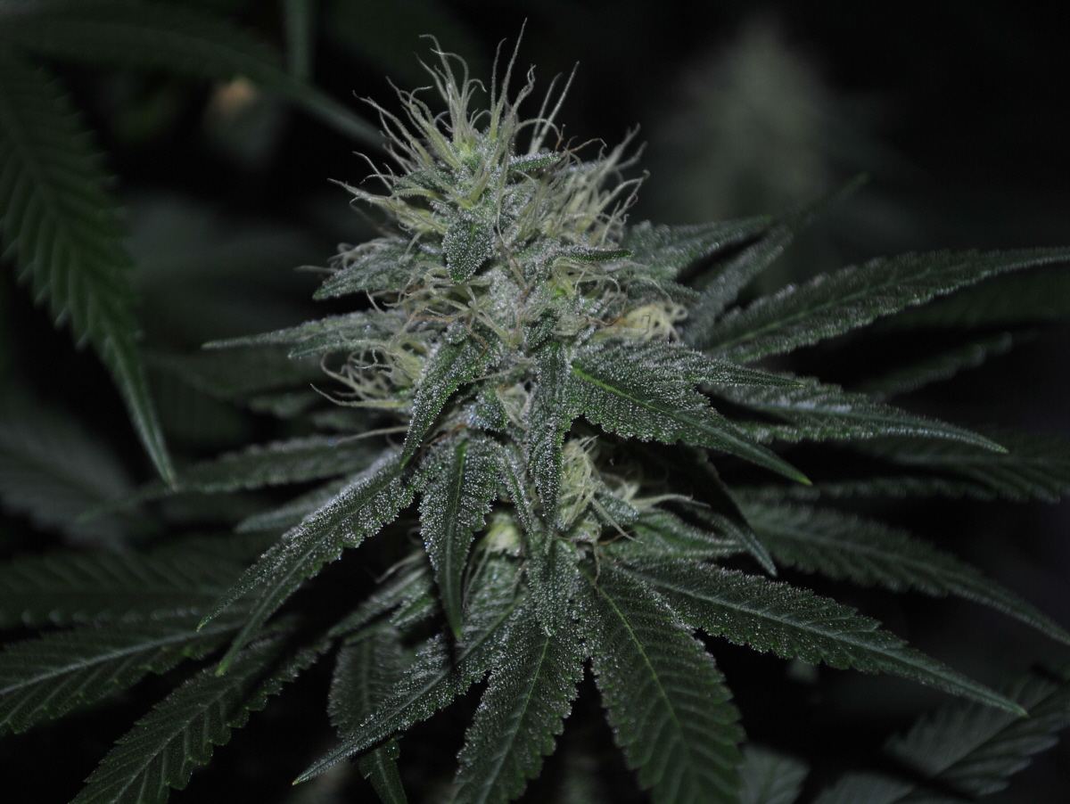 GTHFLOWER11