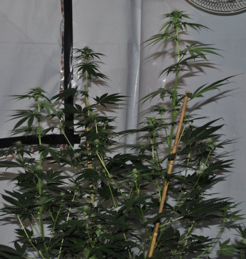 GTHFLOWER3