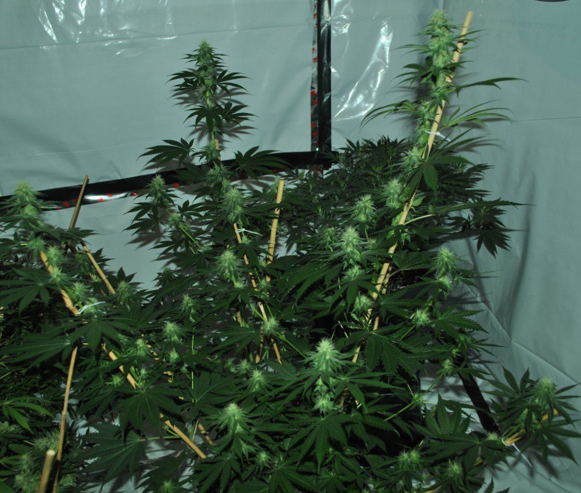 GTHFLOWER4