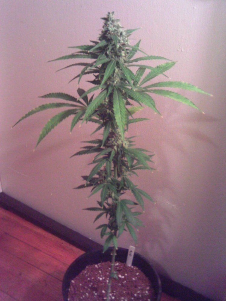 GTHxQ6weeks