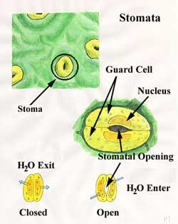 GuardCell1