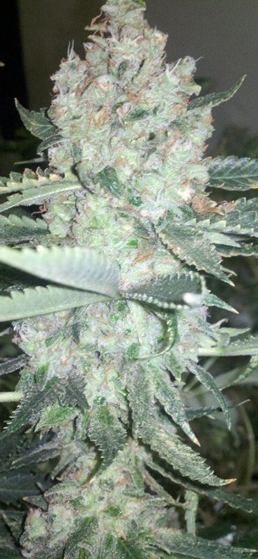 Guava 13 stardawg