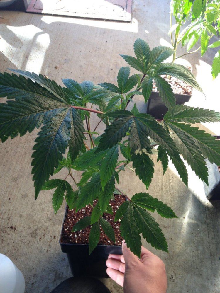 Guava Chem