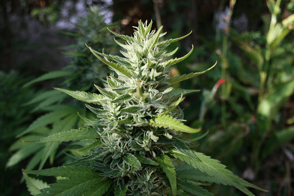 Guava13