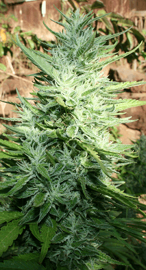 Guava13crop