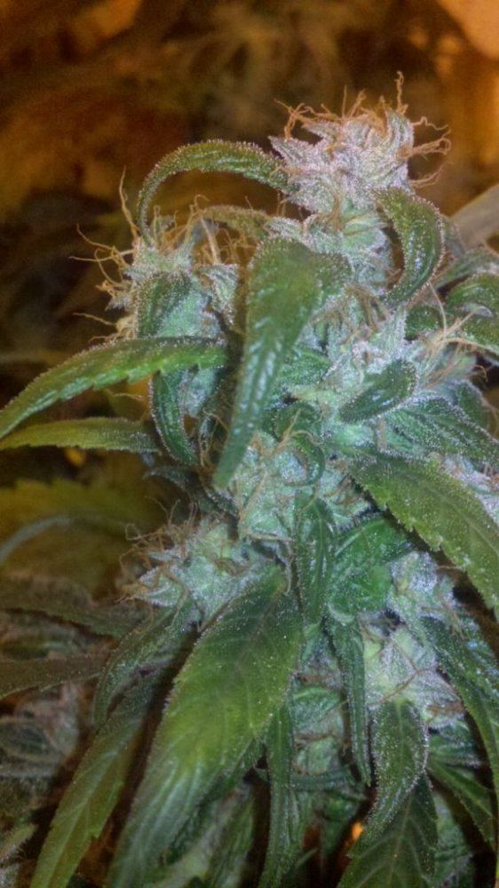 Guerrero blueberry