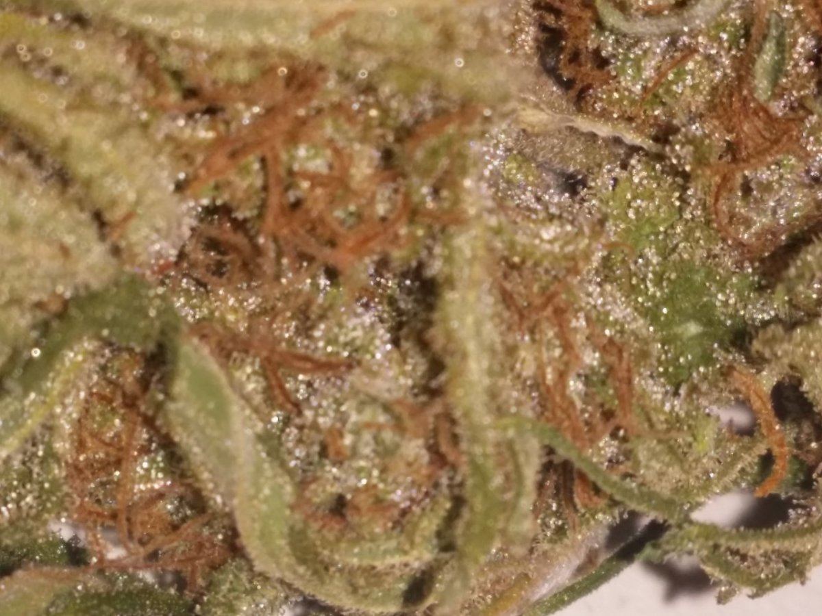 Guess that strain 3