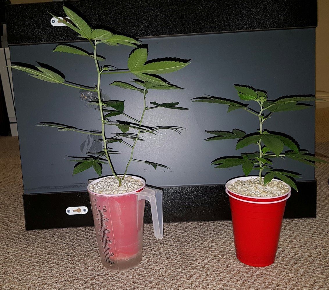 Guess which is yeti and which is my cherry piepie og 2