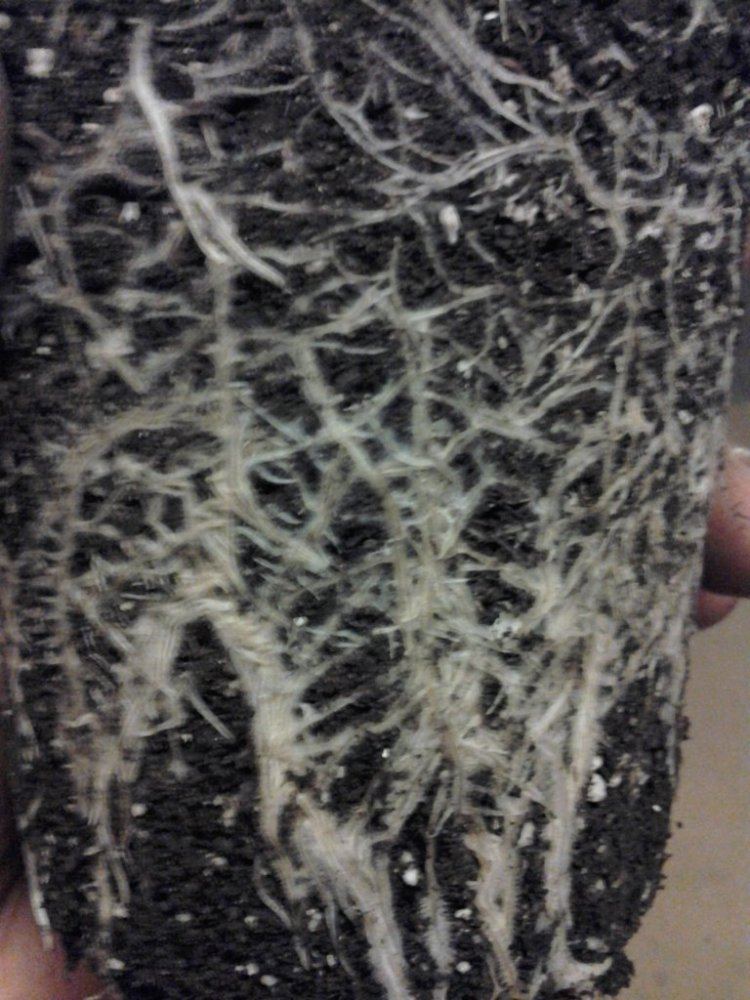 Gummi  or   g  flood  drain  soil