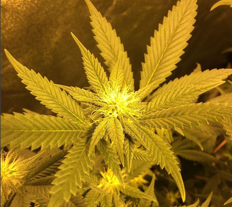 H x hc flower