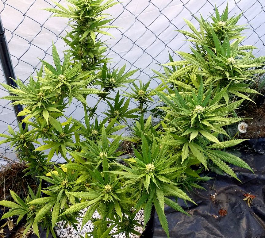 H2