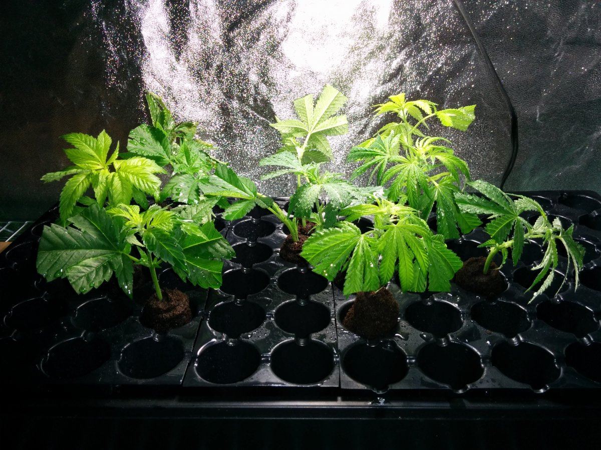 H4ppyf4rmers second grow