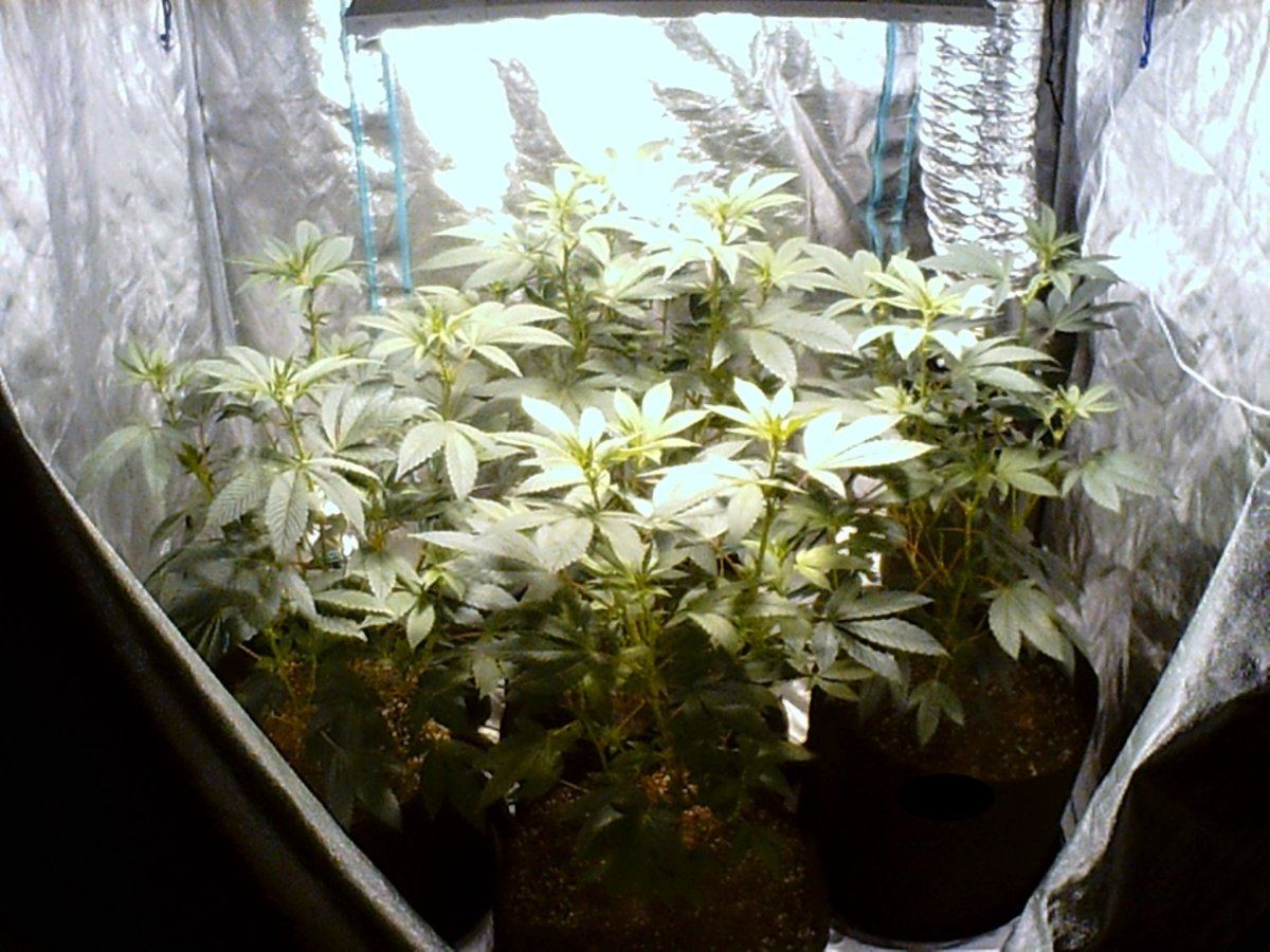 Ha og clone only