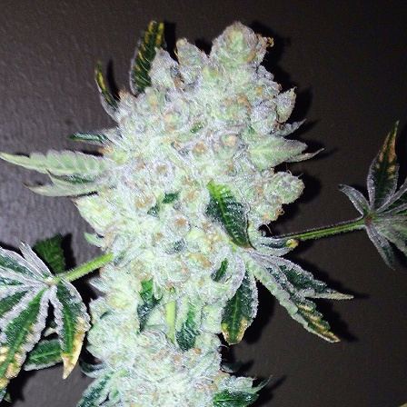 Ha x gsc 1