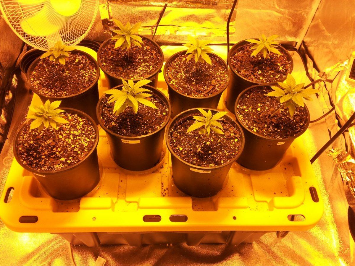 Haggards 4x4 tent grow 2