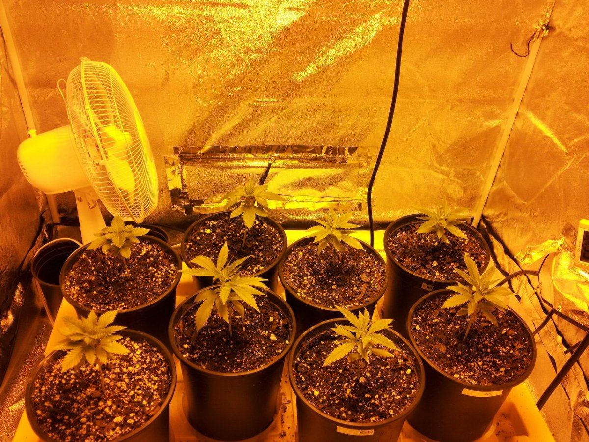 Haggards 4x4 tent grow 3