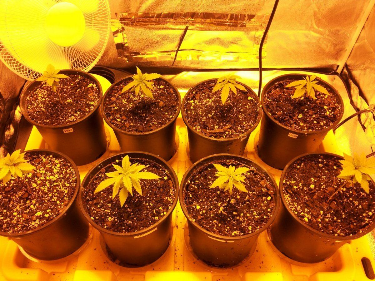 Haggards 4x4 tent grow
