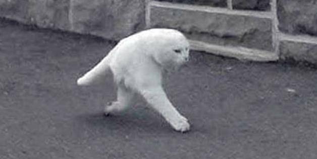 Half cat