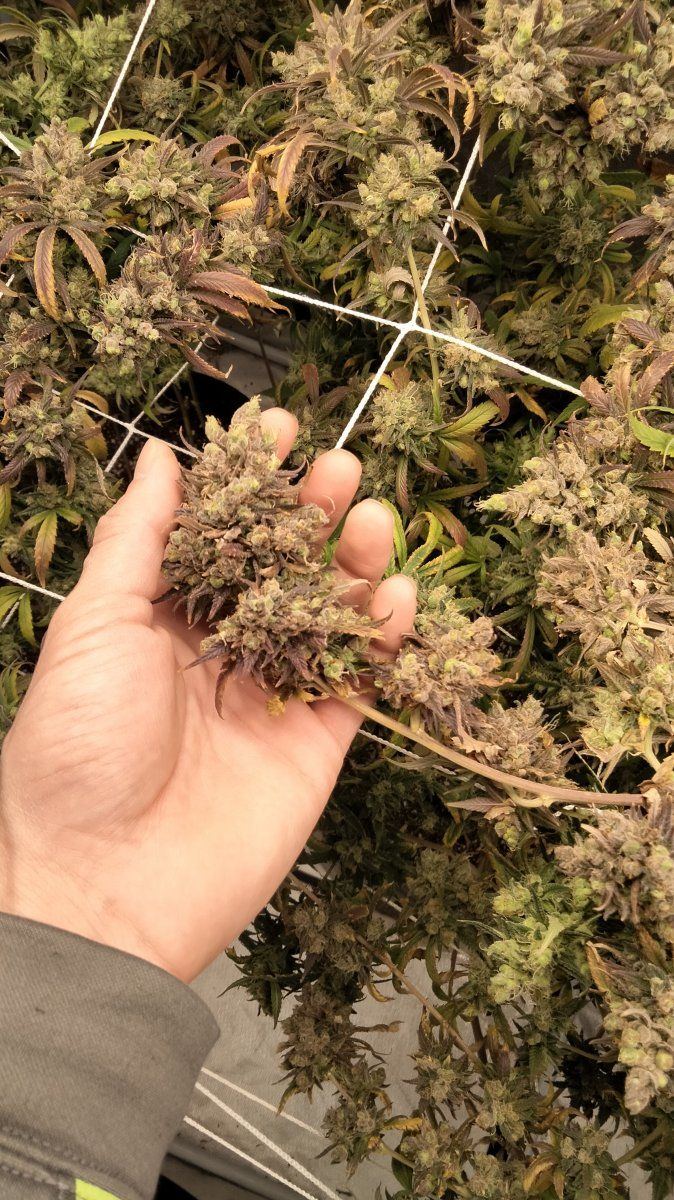 Half purple half green buds  never seen this before