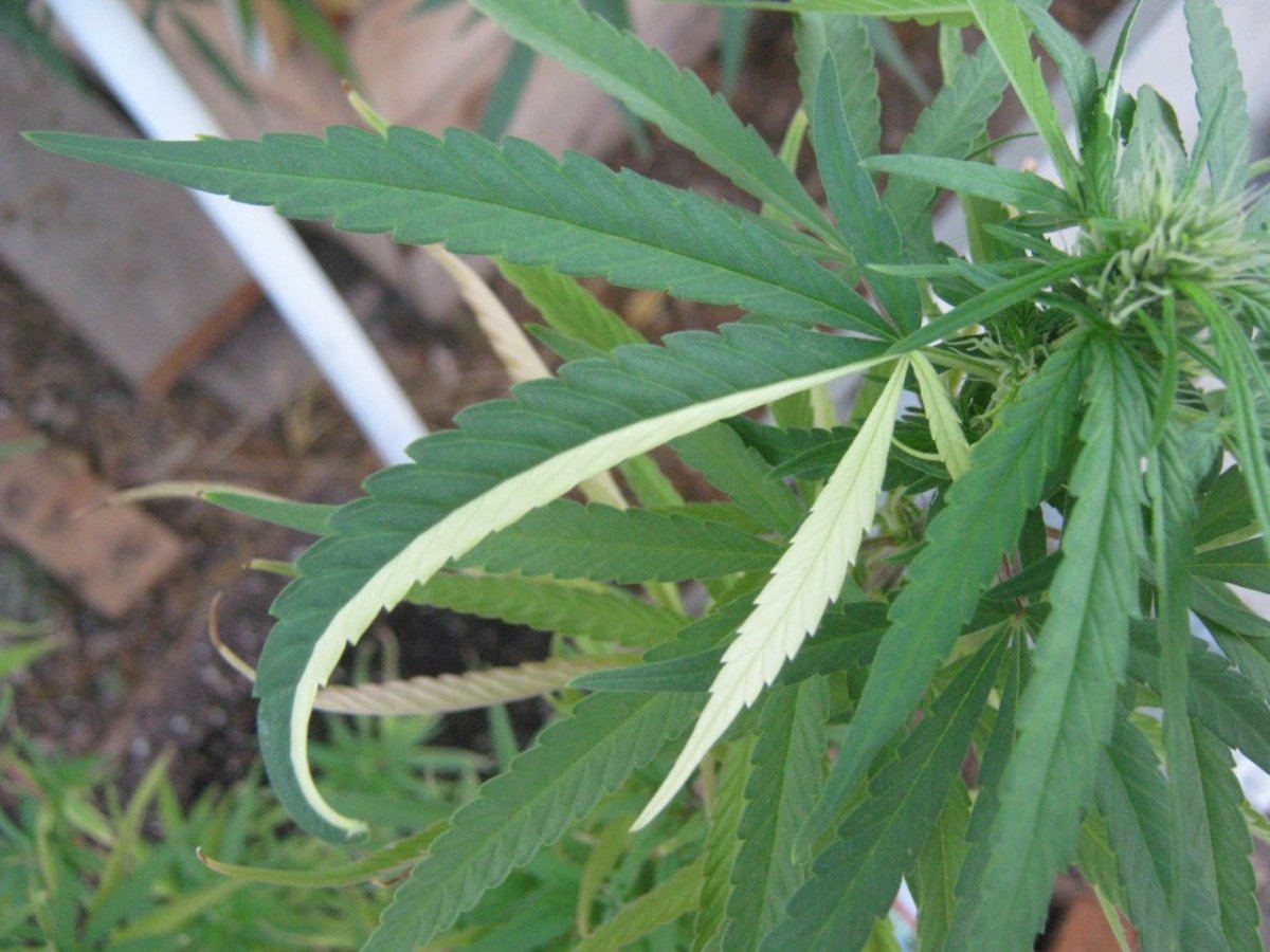 Halfyellowleaf