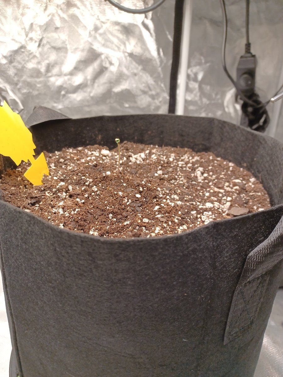 Halloweeds first attempt at a grow log 2