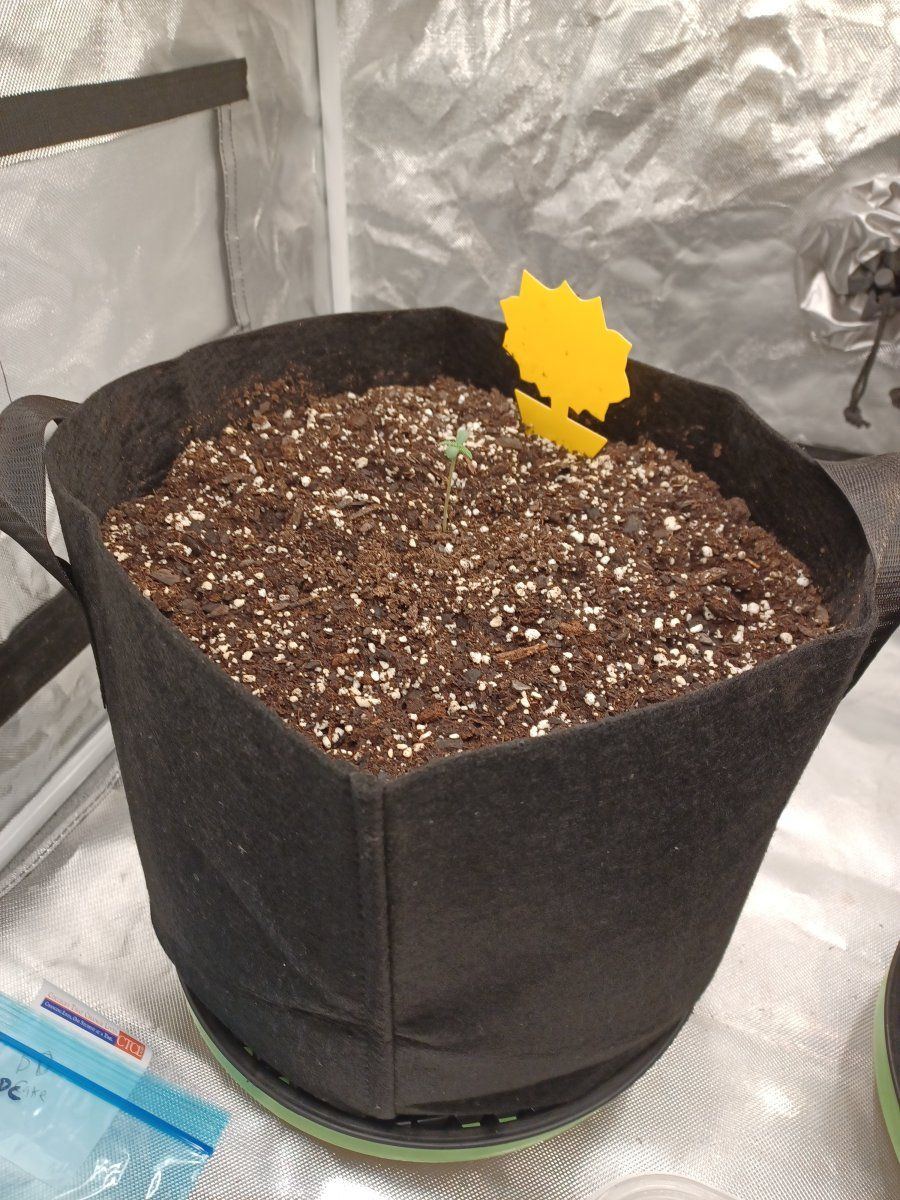 Halloweeds first attempt at a grow log