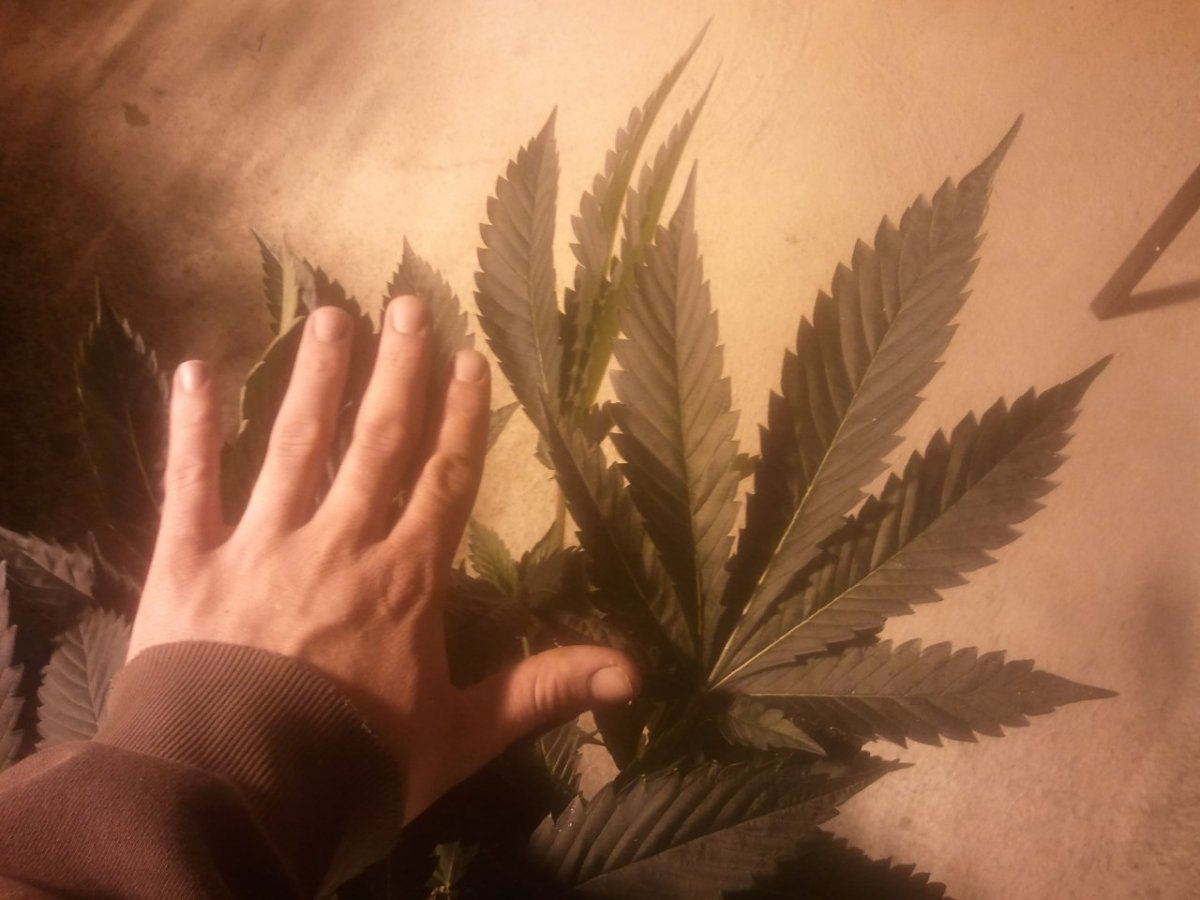 Hand