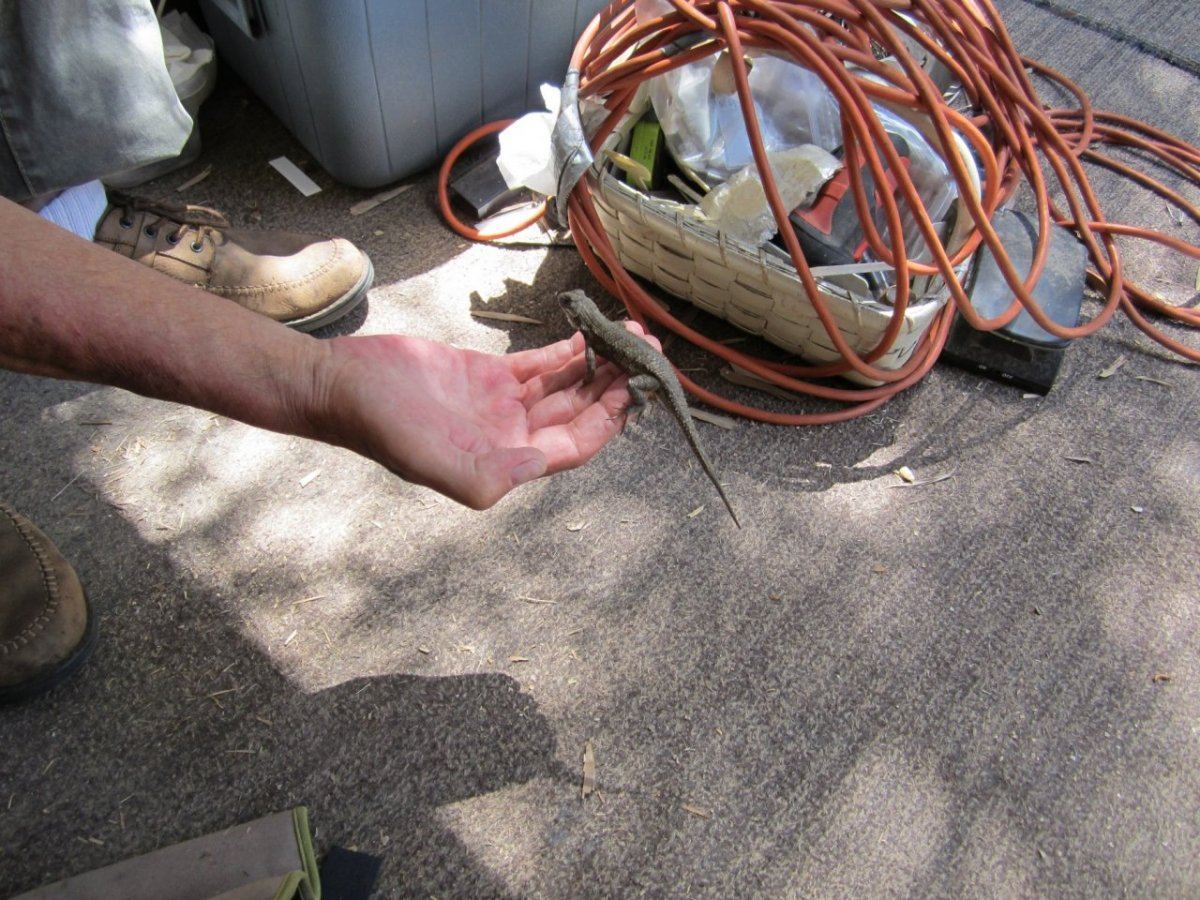 HandLizard