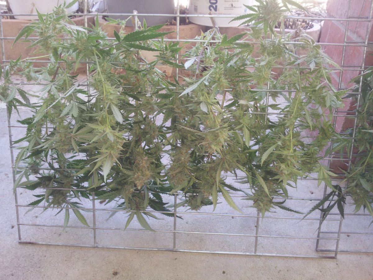 Hanging week 8