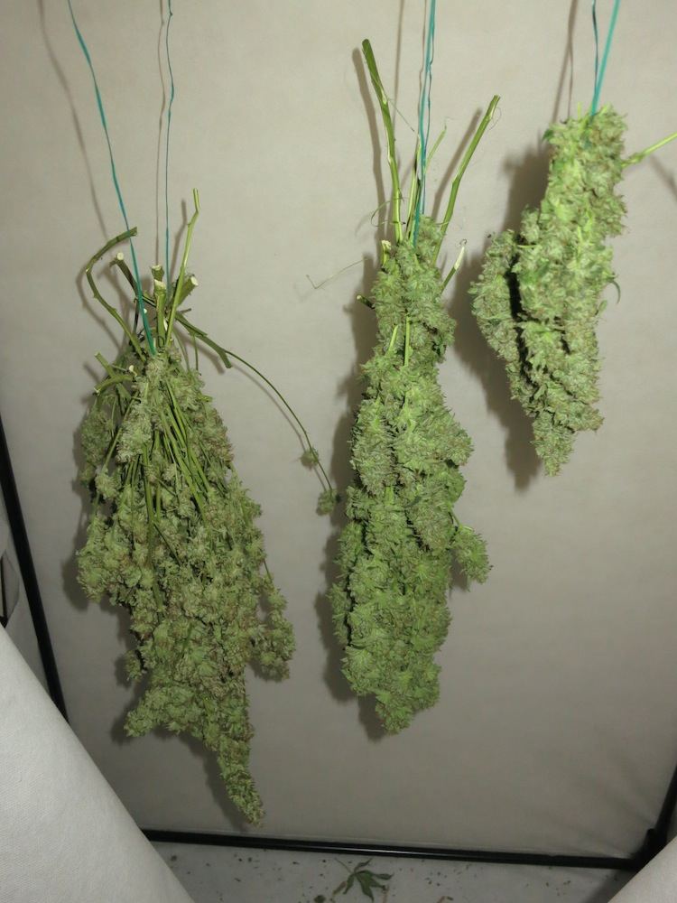 HANGWOW sf