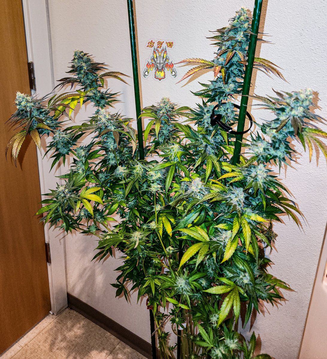 Haole moonshine 17 mid week 8 2