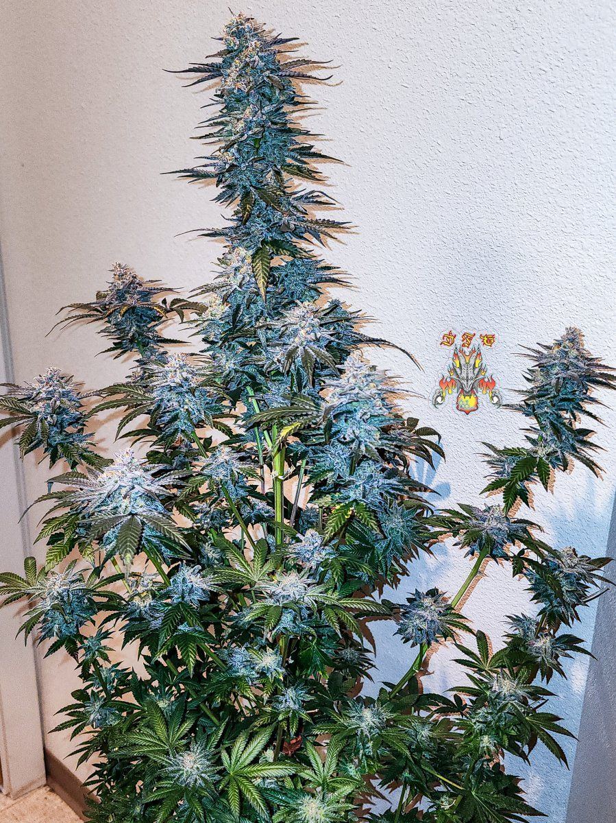 Haole moonshine 18 mid week 8 2