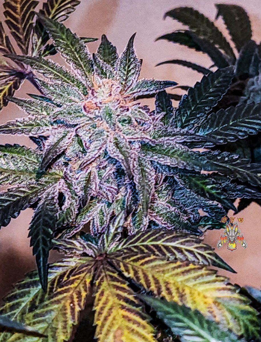 Haole moonshine 18 mid week 8 7