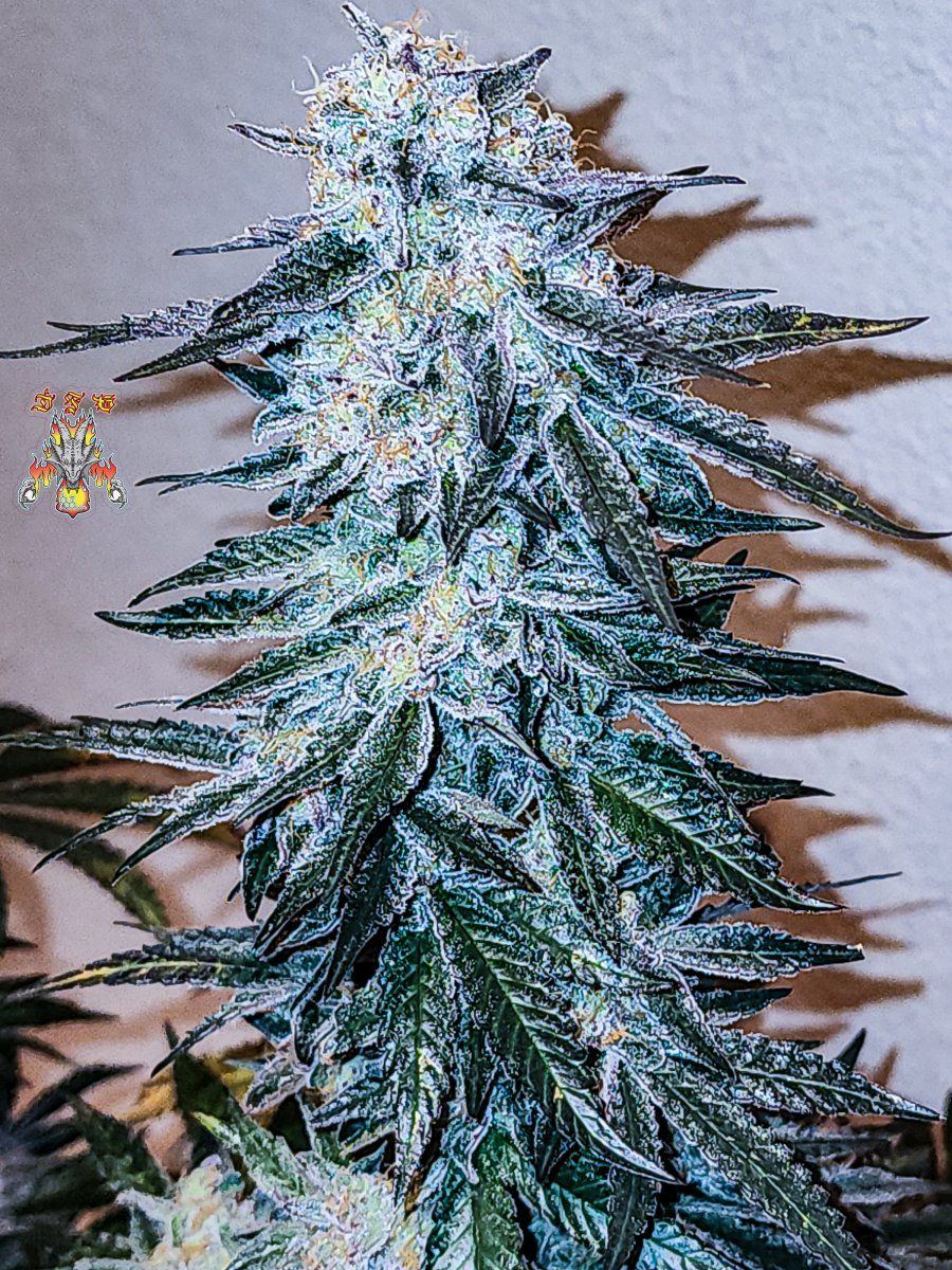 Haole moonshine 18 mid week 8