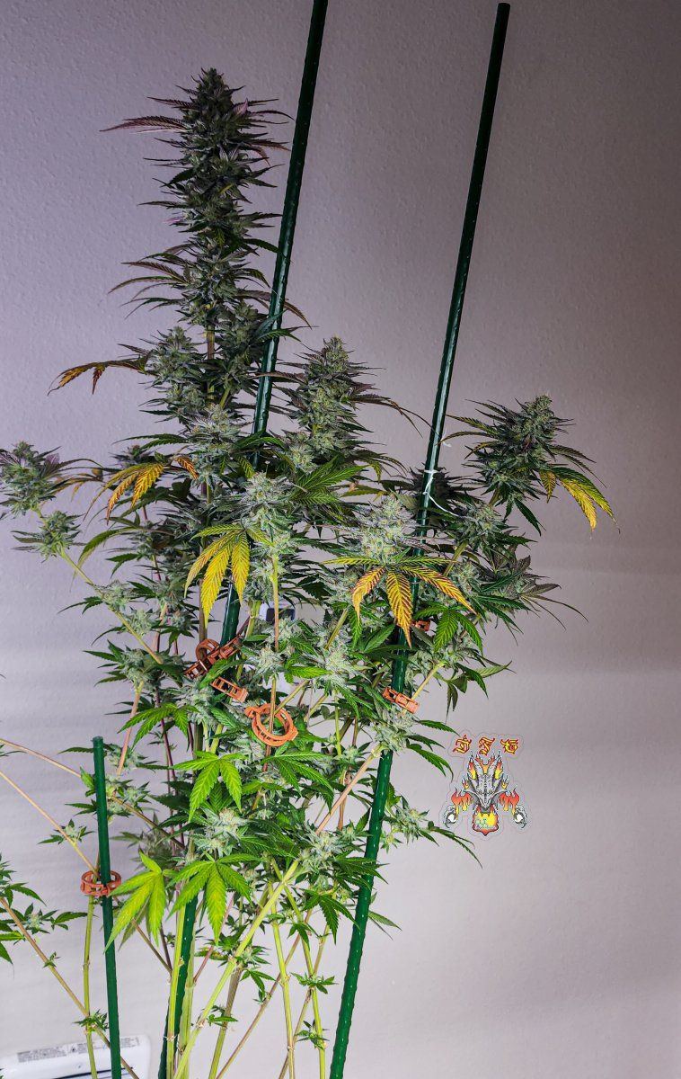 Haole Moonshine 2 week 8 1