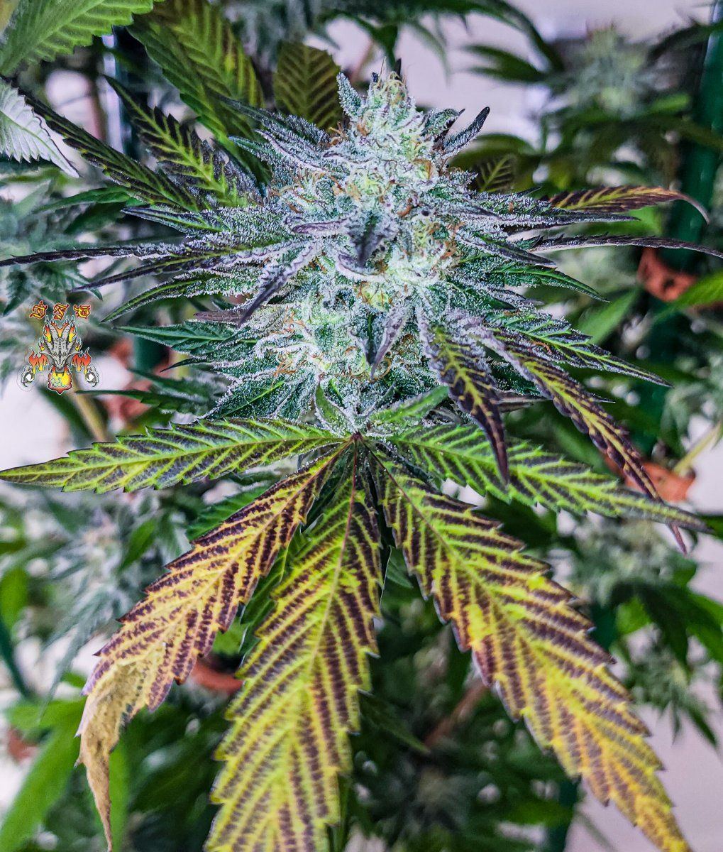 Haole Moonshine 2 week 8 2