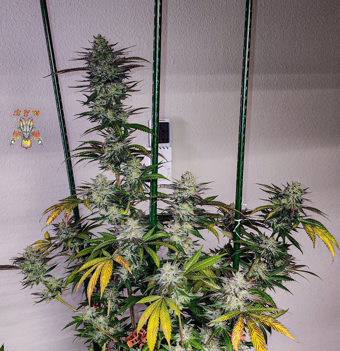 Haole Moonshine 2 week 8 3