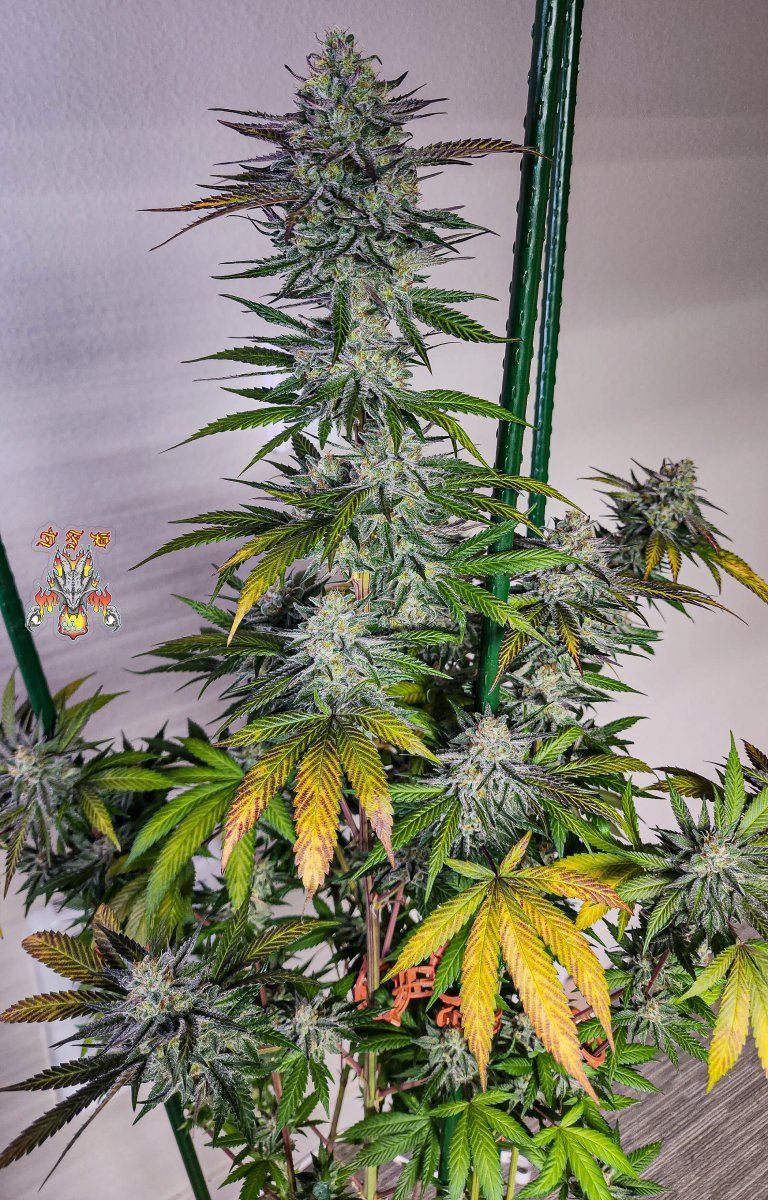 Haole Moonshine 2 week 8 4
