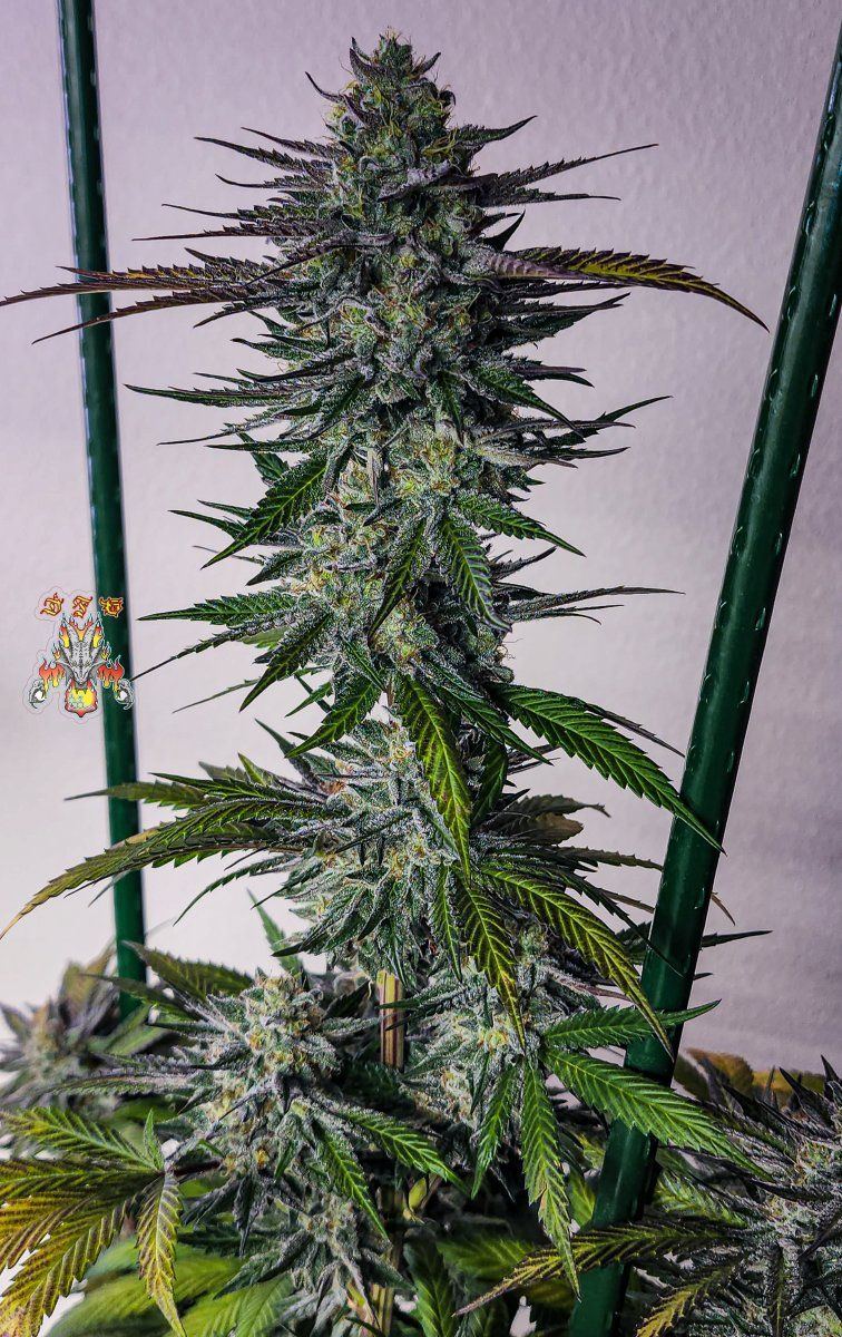 Haole Moonshine 2 week 8 6