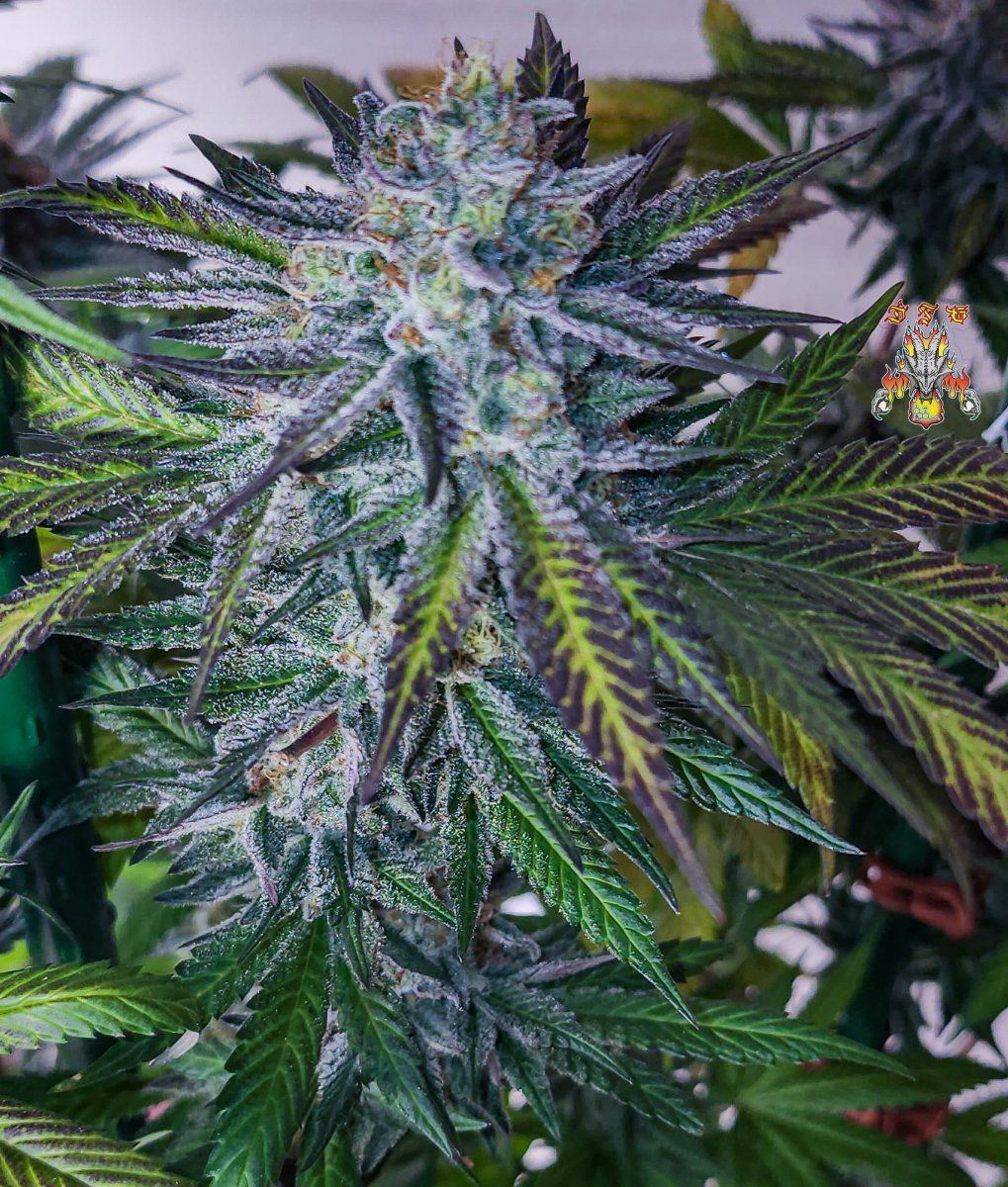 Haole Moonshine 2 week 8 7