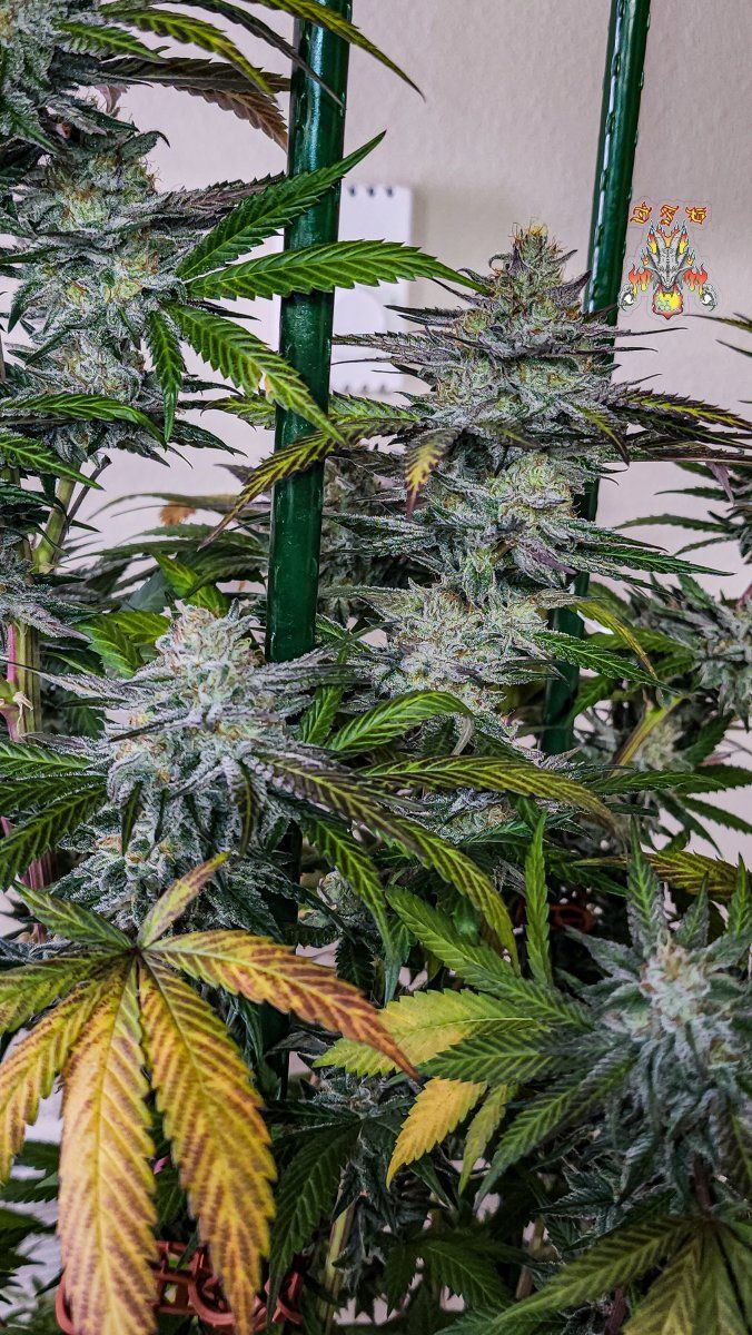 Haole Moonshine 2 week 8 8