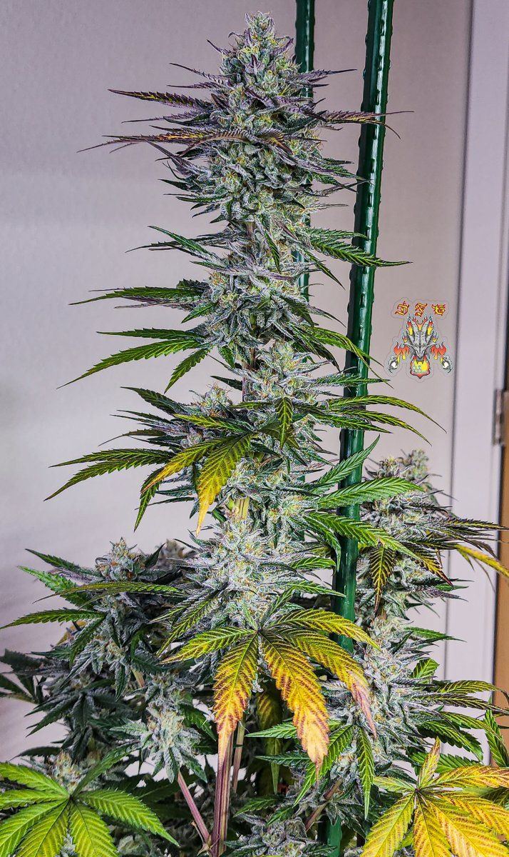 Haole Moonshine 2 week 8 9