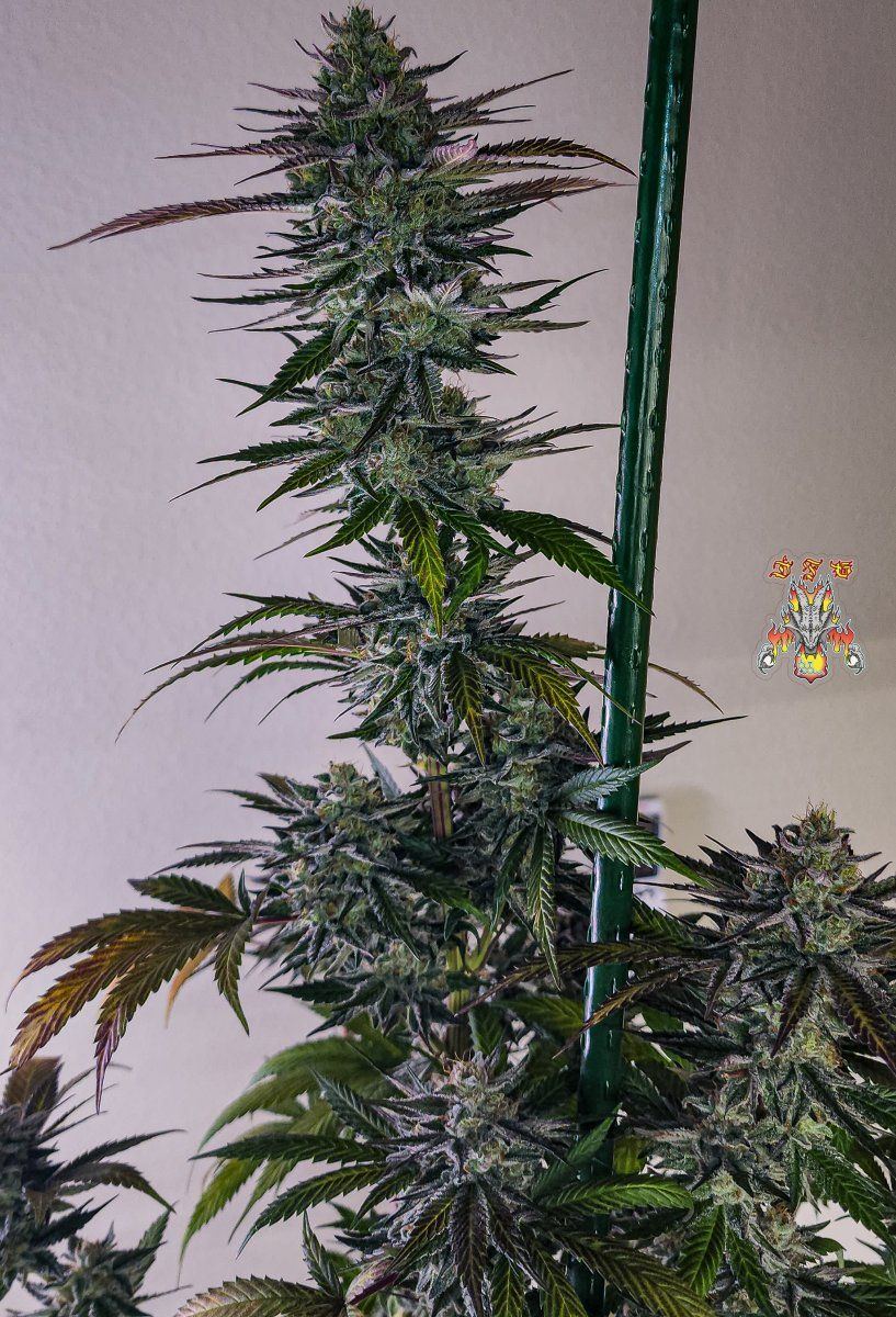 Haole Moonshine 2 week 8