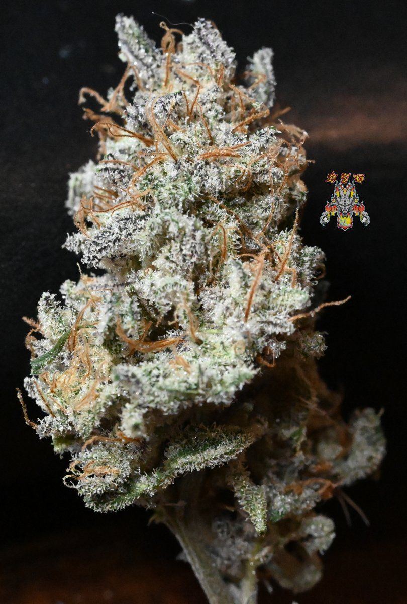 Haole moonshine 21 5
