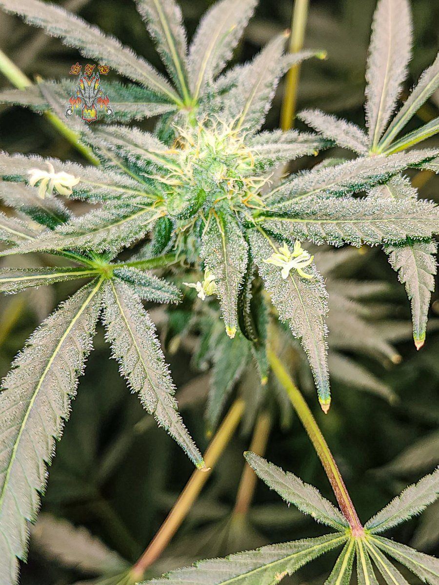 Haole moonshine 3 1 3