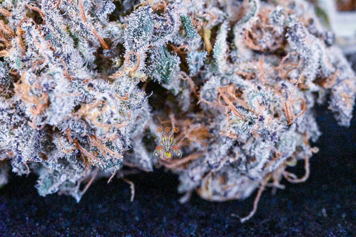 Haole moonshine 3 2 2