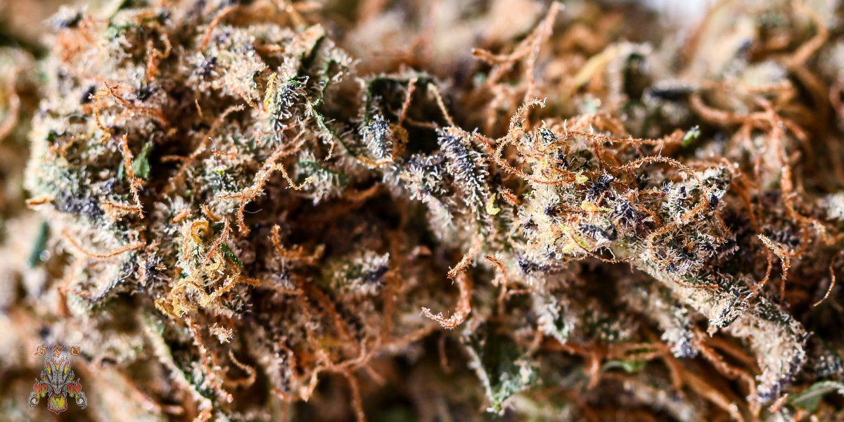 Haole Moonshine 3 3